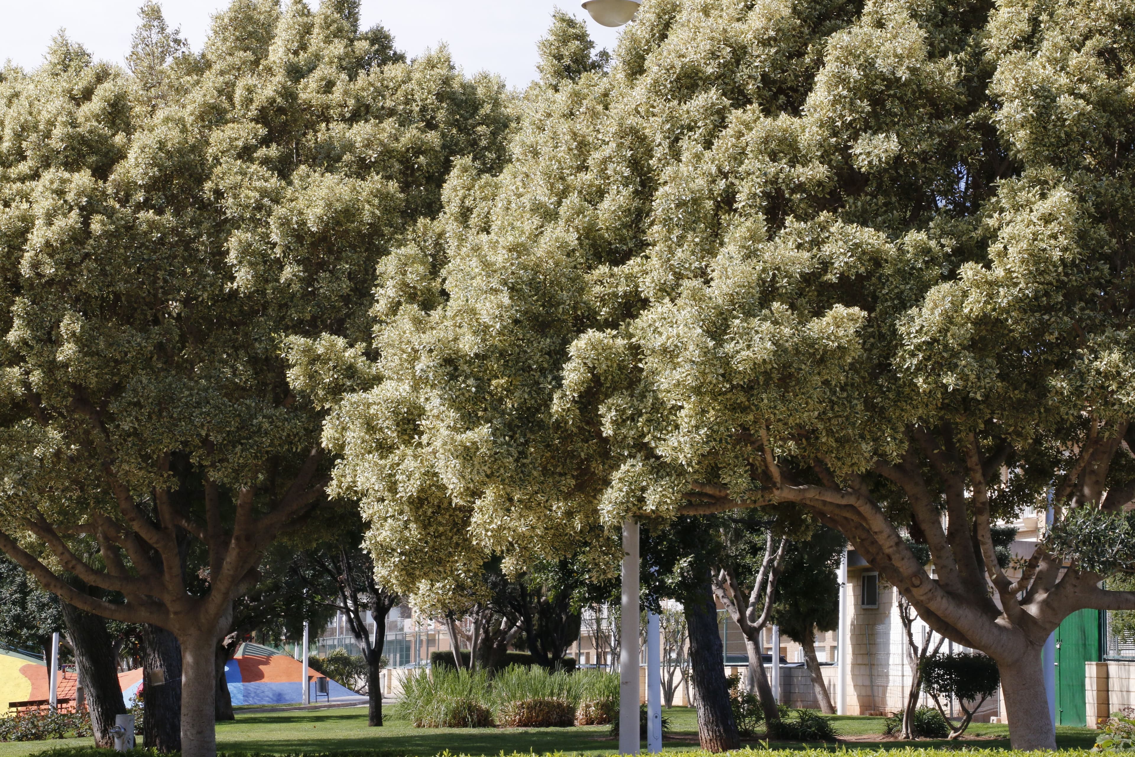 Ribelles Park